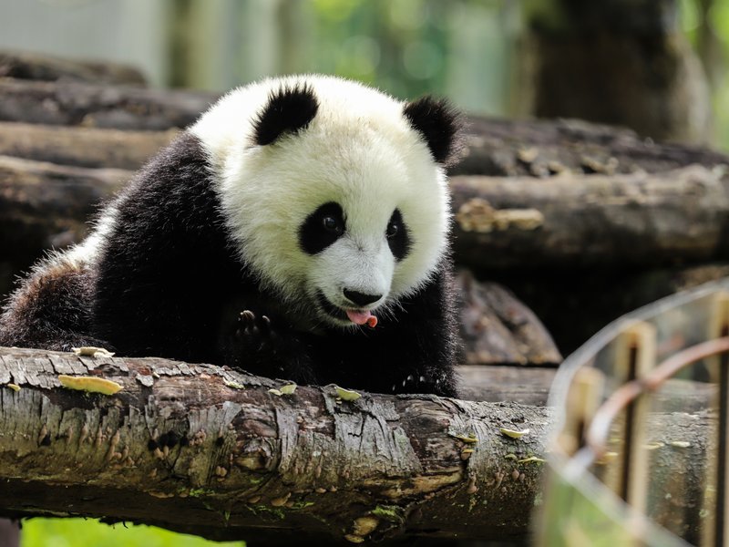 Giant Panda tour