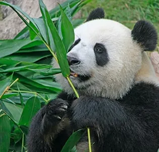 Sichuan Giant Panda Base — Chengdu must-visit