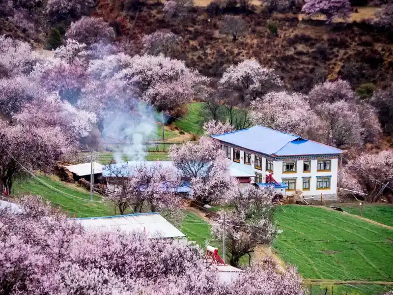 Nyingchi Peach Blossom Festival + Namcha Barwa Complete Guide: Tibet's Most Spectacular Spring